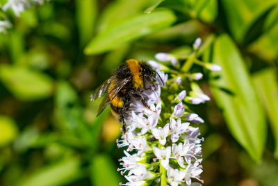 Close-up of butterfly pollinating on flower