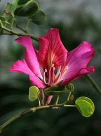 Close-up of pink hibiscus blooming outdoors