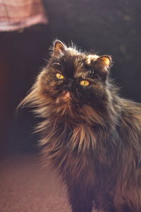 Close-up portrait of a cat