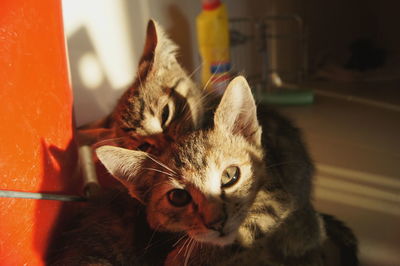 Close-up portrait of cat