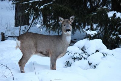 Portrait of deee standing on snow field