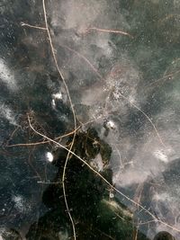 High angle view of an animal