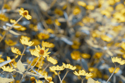 Close-up of yellow flowering plant