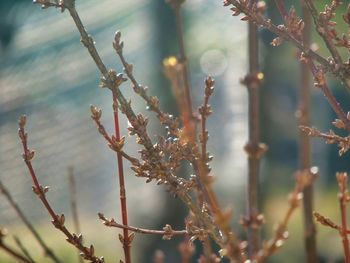 Close-up of flowering plant against blurred background