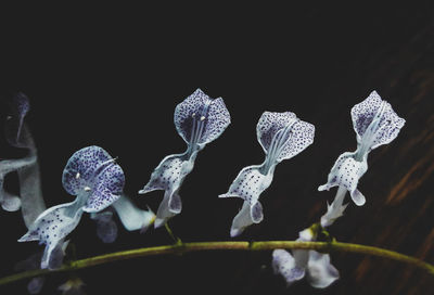 Close-up of flowering plant against black background