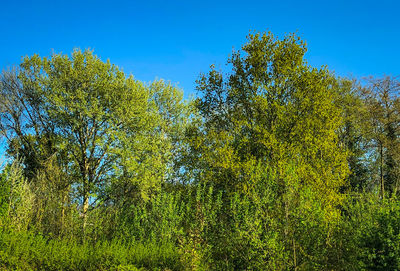 Low angle view of trees against clear sky