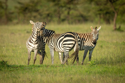 Two plains zebra play fight beside foal