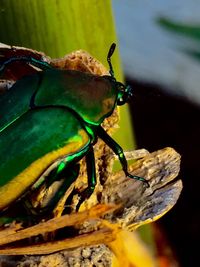 Close-up of insect on leaf