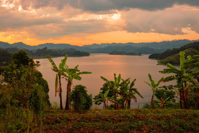 Bananas plants at lake mutanda at sunset seen from the skeleton island in kisoro town, uganda