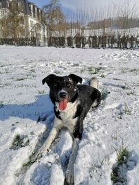 Portrait of dog on snow covered land