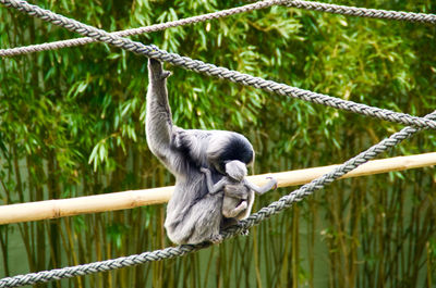 View of monkey on tree