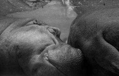 Close-up of horse in water