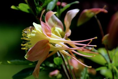 Close-up of pink flowers