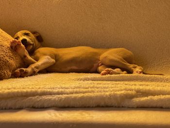 View of dog sleeping on rug