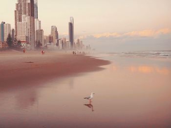 Seagull perching on shore at beach against sky