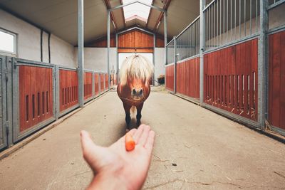 Cropped hand of person holding carrot while miniature horse standing in stable