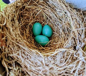 High angle view of bird in nest