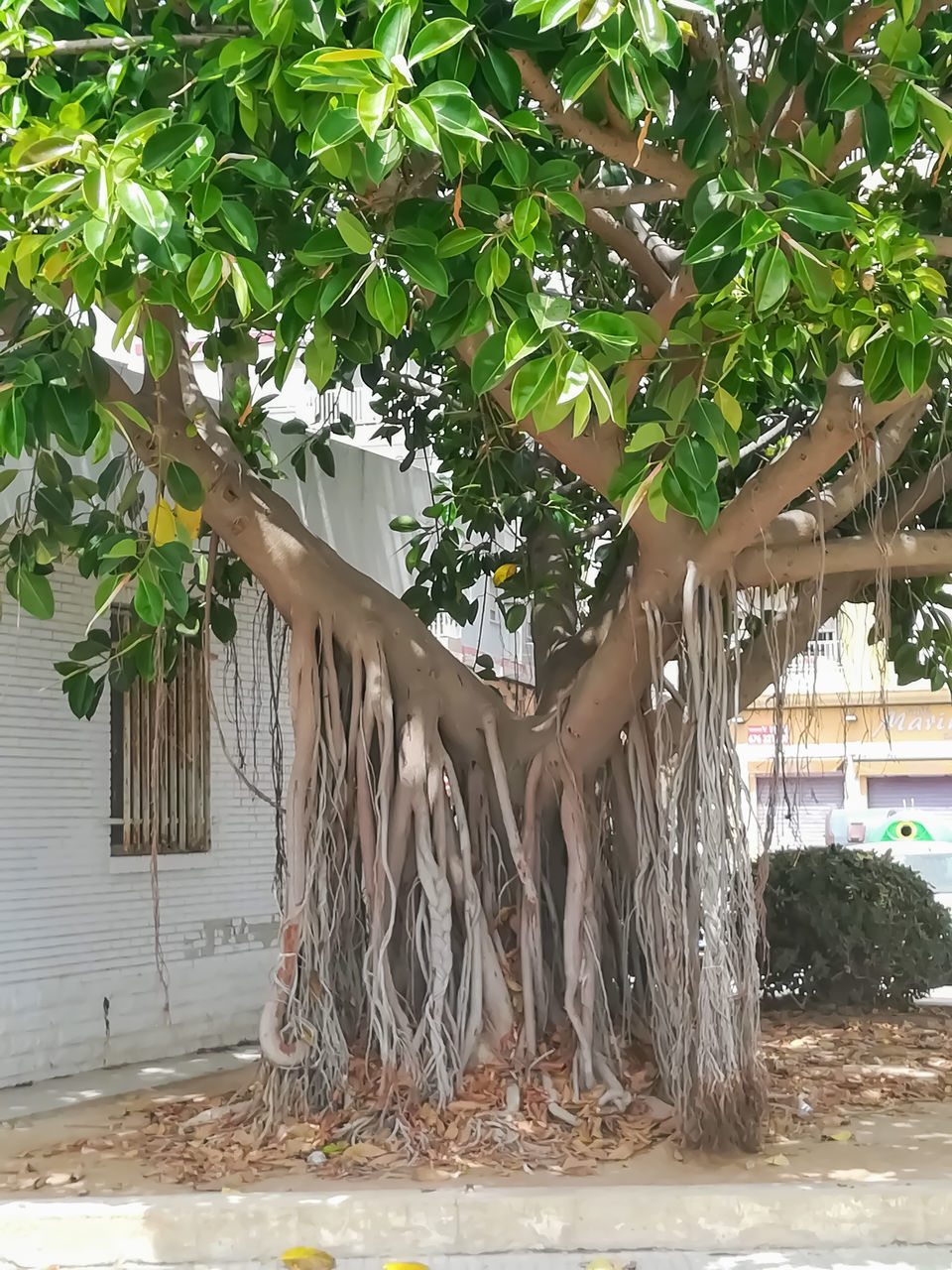 TREES AND PLANTS OUTSIDE HOUSE