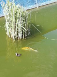Duck swimming in lake