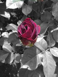 Close-up of pink rose