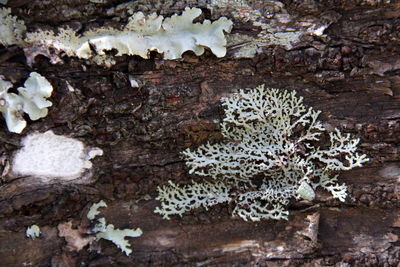 Close-up of mushrooms