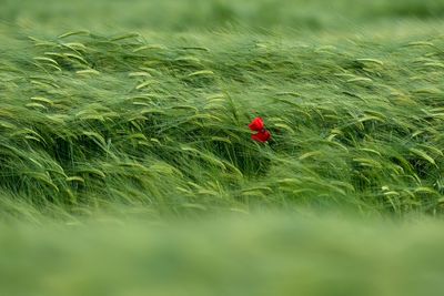 Red flower growing on field