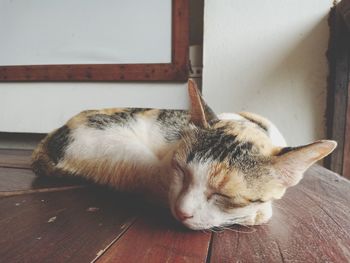 Cat sleeping on wooden floor