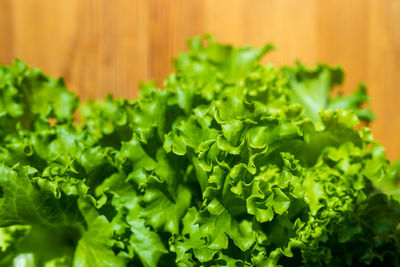 Close-up of chopped green leaves