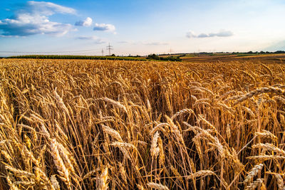 Scenic view of wheat field against sky