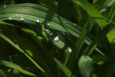 Close-up of water drops on grass