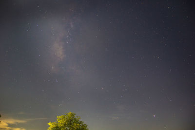 Low angle view of trees against sky at night