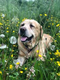 Close-up of a dog on field
