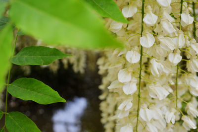 Close-up of white flowers