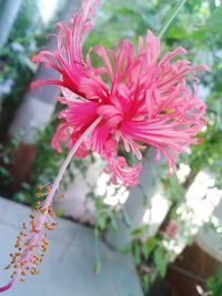 Close-up of pink flowers blooming outdoors