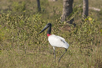 Jabiru stork walking in the pantanal in brazil