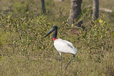 Side view of a bird on field