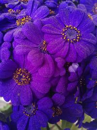 Close-up of purple flowers