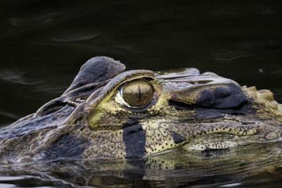 Close-up of crocodile swimming lake