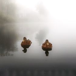 View of crab on lake during rainy season