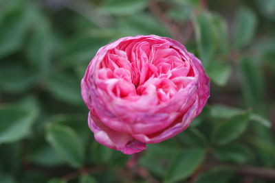 Close-up of pink rose