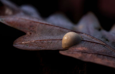 Close-up of snail on leaf