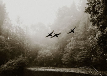 Low angle view of silhouette airplane flying in sky