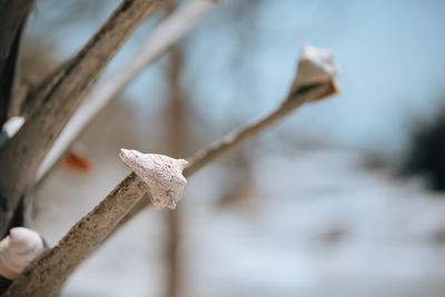 Close-up of white flowering plant