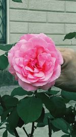 Close-up of pink rose