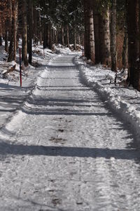 Trees in forest during winter