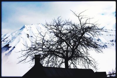 Low angle view of bare trees against sky