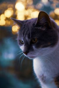 Close-up of cat looking away