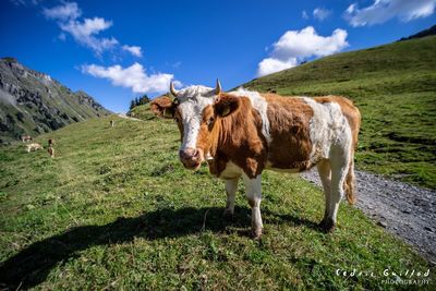 Cow standing in a field