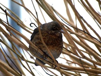 Low angle view of bird perching on branch