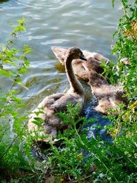 High angle view of dog in lake